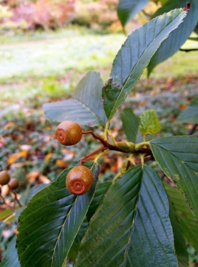 Thomsonaria kalonevrová 5