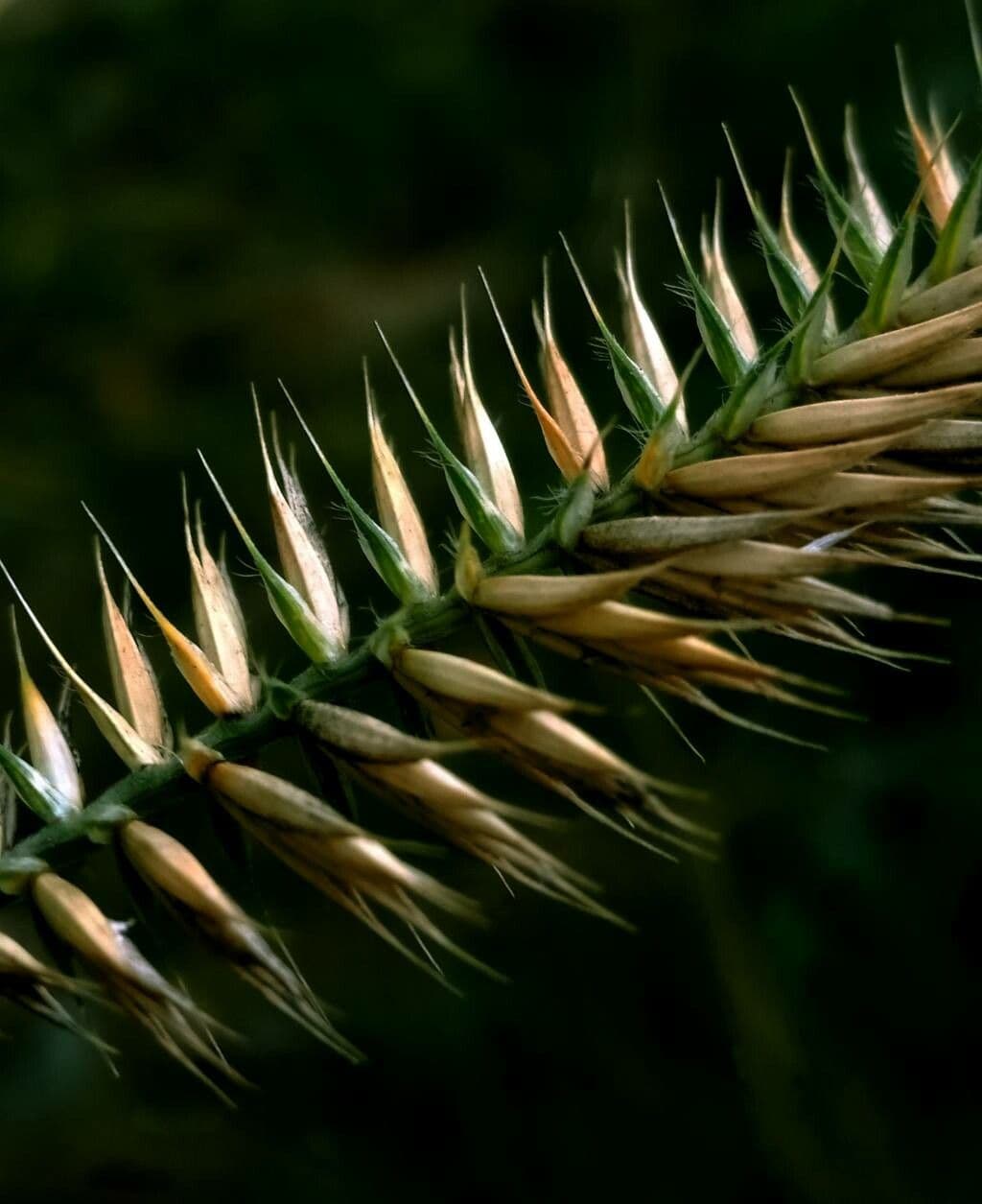Gramigna crestata 3