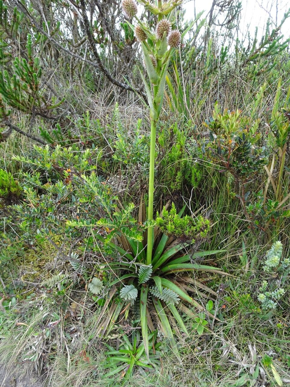 Panicaut de Humboldt 8