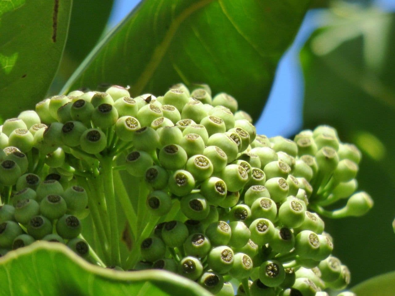 Polyscias 3
