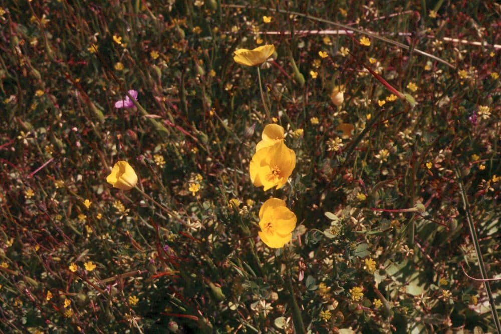 Esparsette-Mohn 16