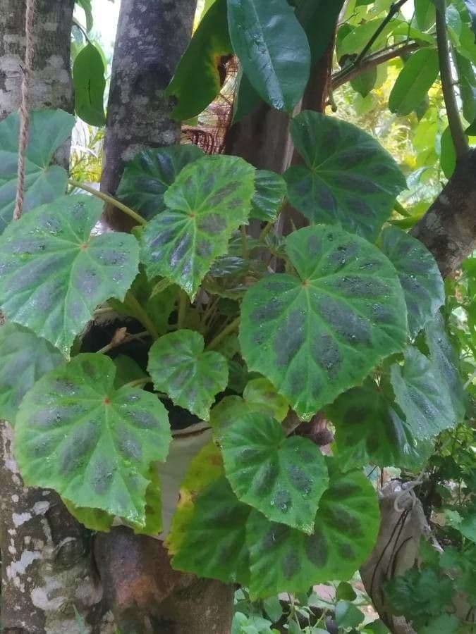 Begonia 18
