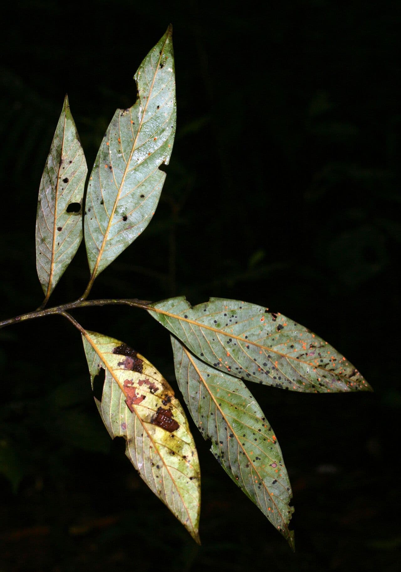 Ocotea glomerata 7
