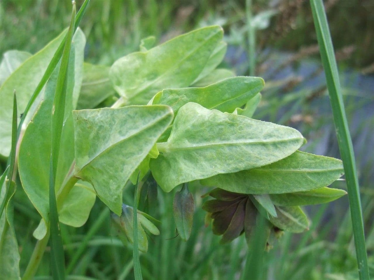 Cerinthe liscia 18