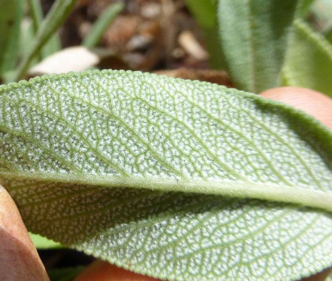 Salvia sonomensis 12