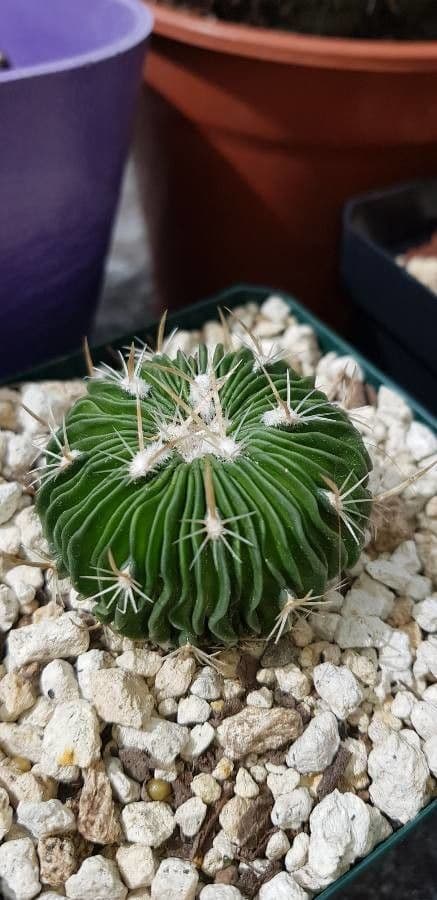 Cactus cervello 16