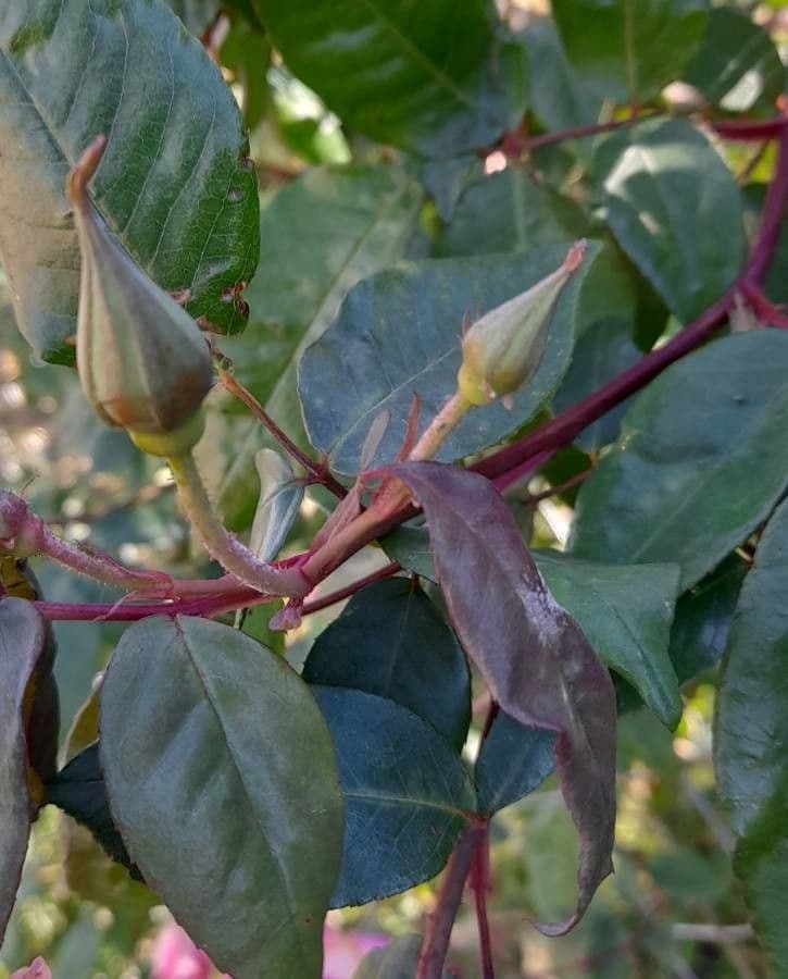Rosa 27
