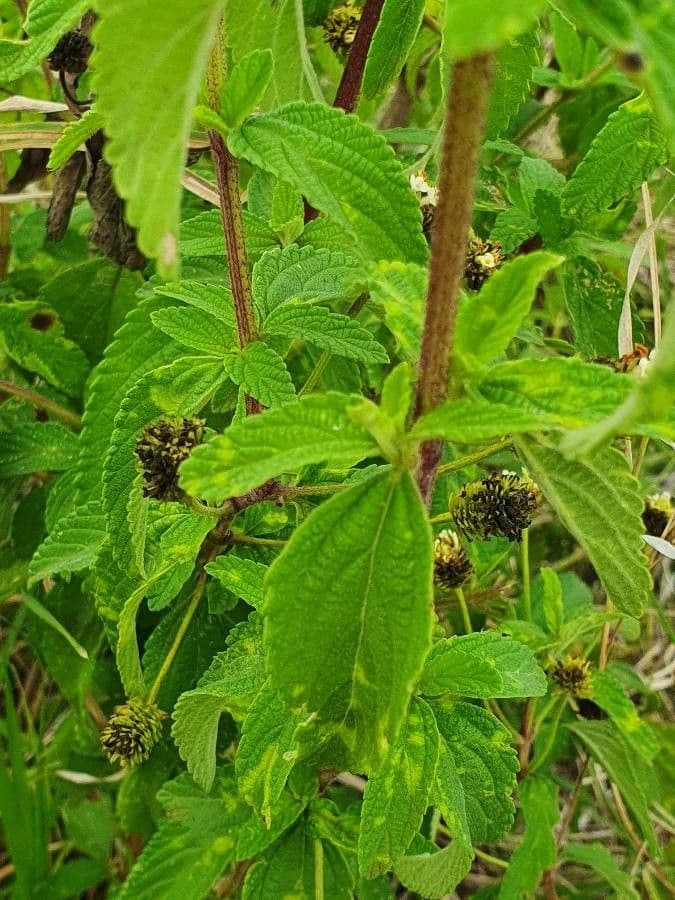 Lippia 10