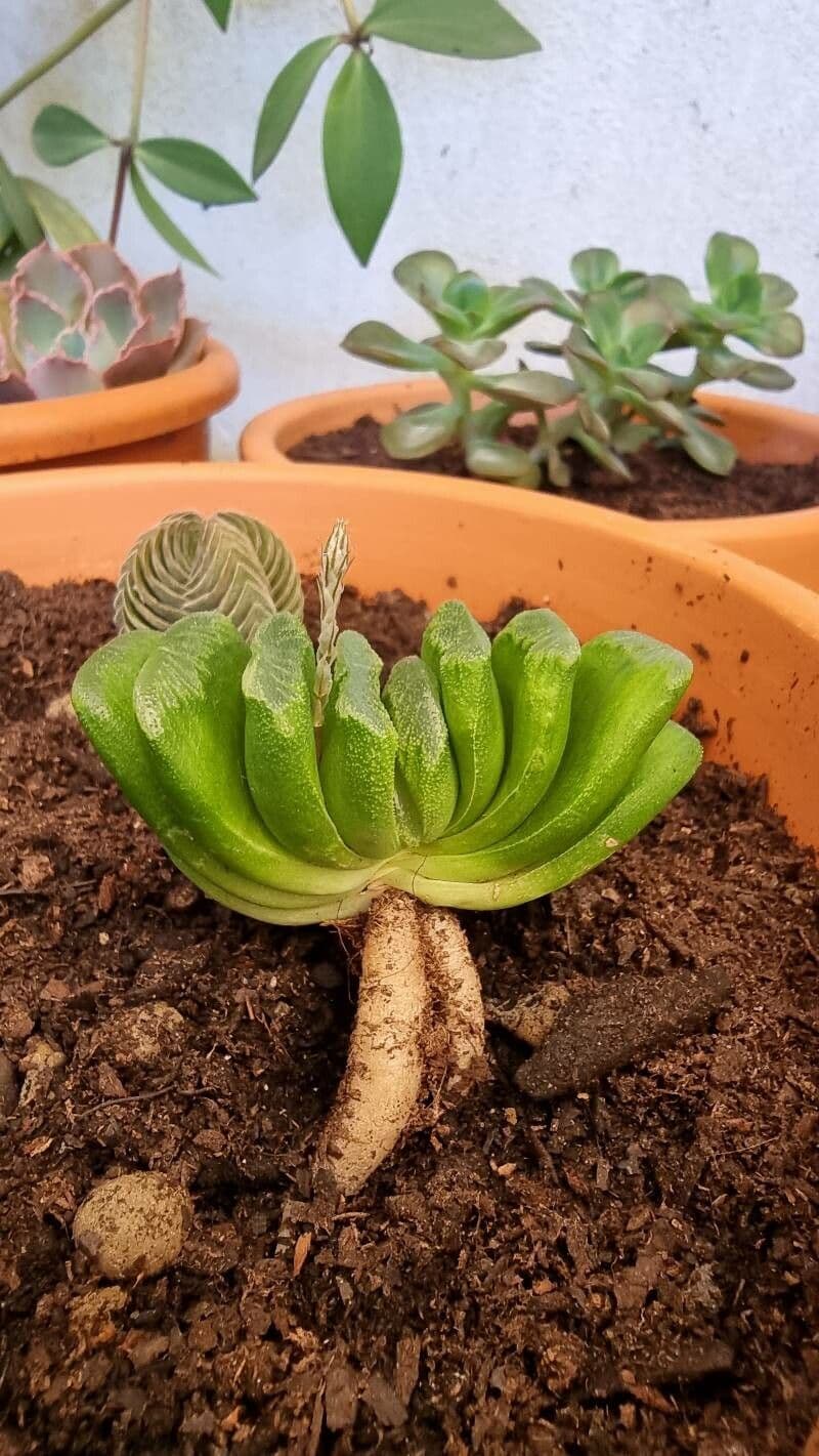Haworthia 7