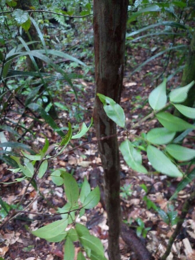 Glänzende Myrcia 14