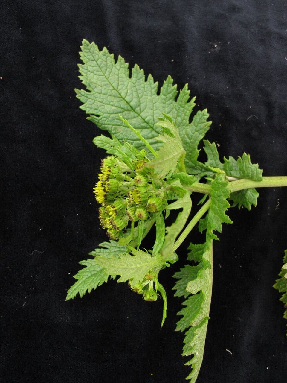 Senecio 6