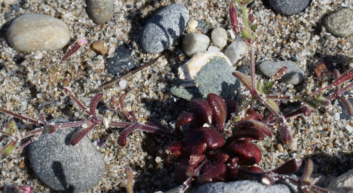 Silene sedoides 13