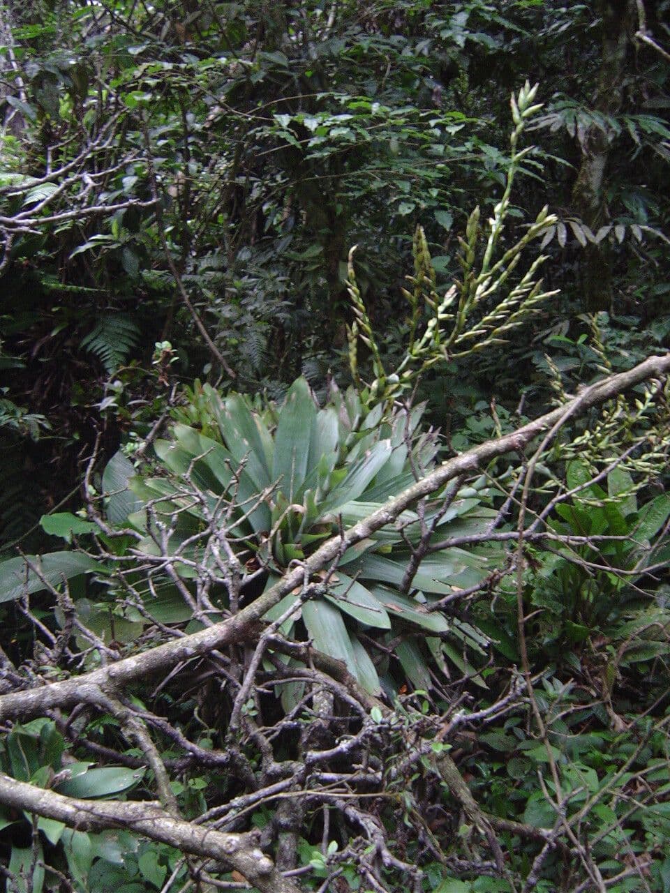 Vriesea 9
