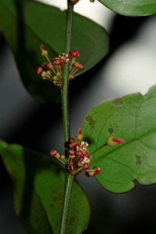 Phyllanthus 2