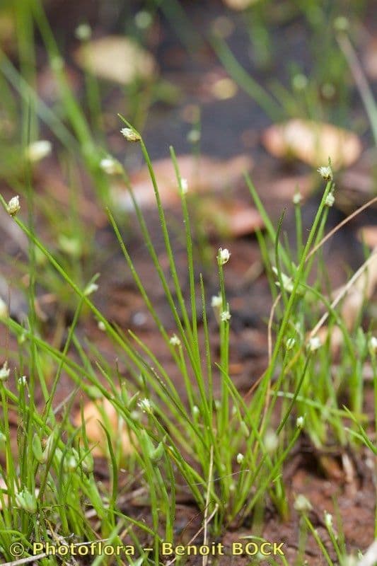 Junco de flor 17