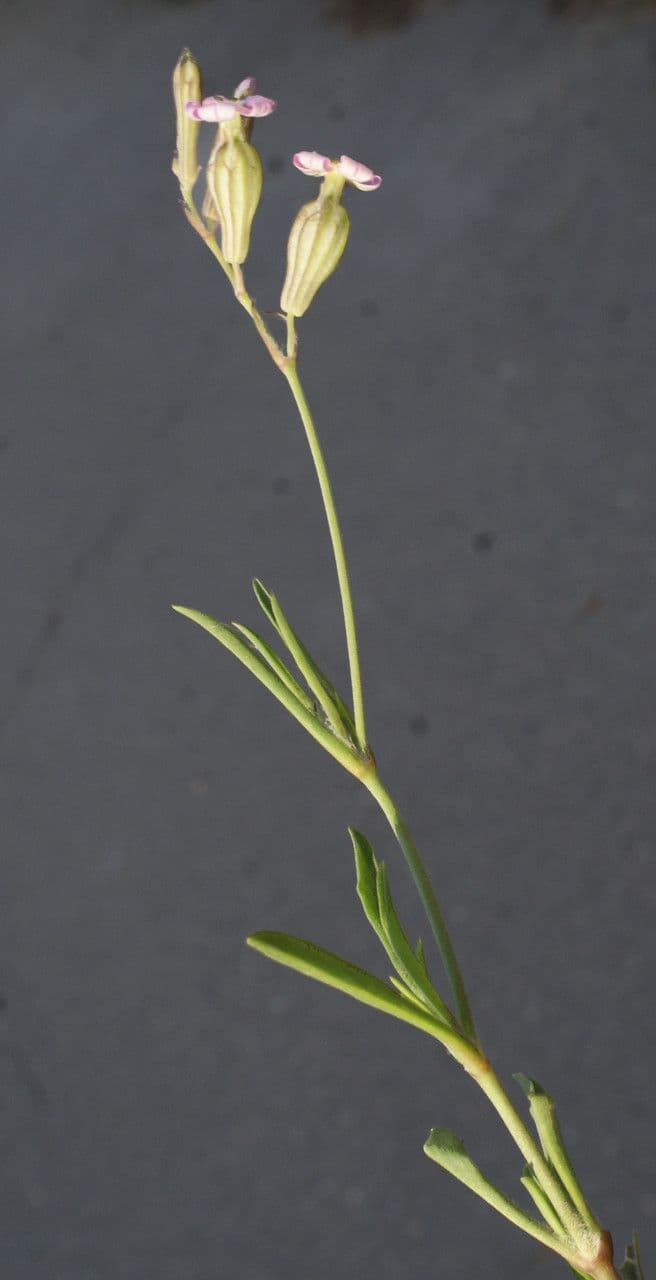 Silene secundiflora 14