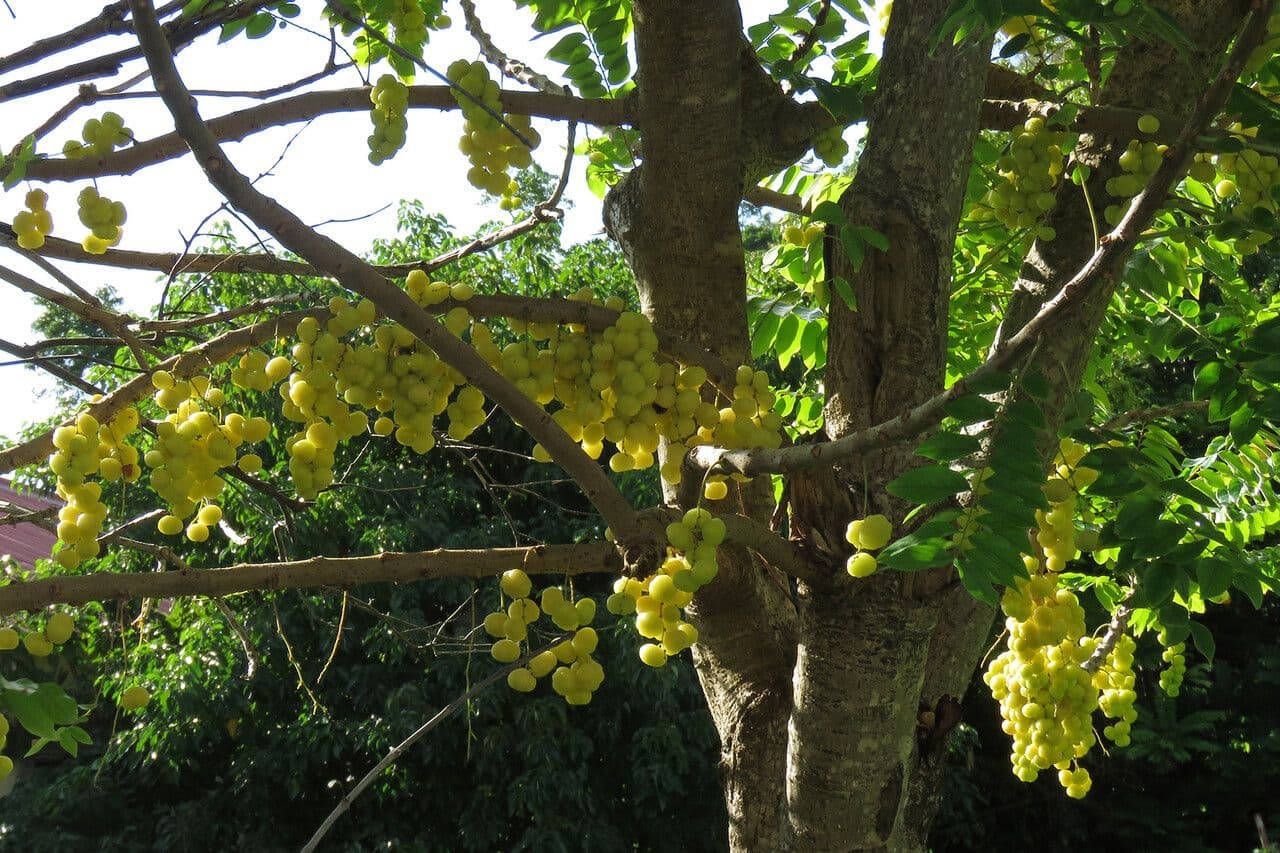 Phyllanthus 23