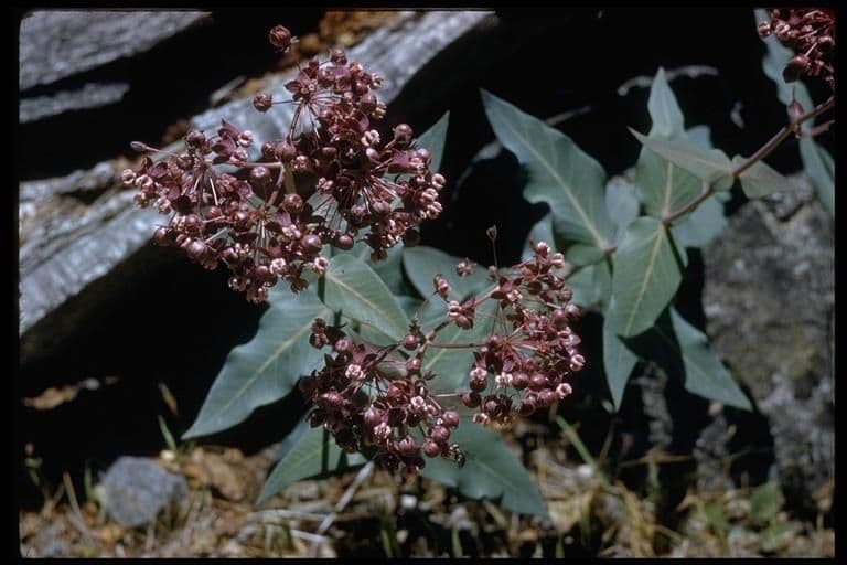 Asclepias 11