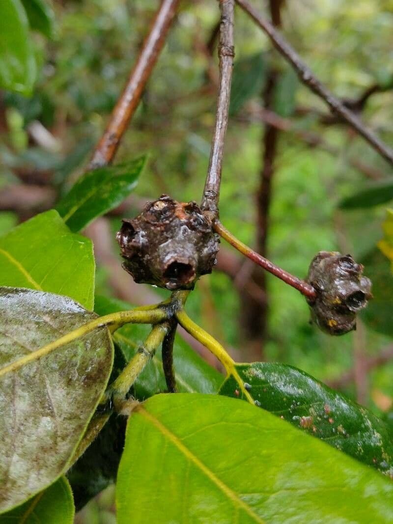 Syncarpia glomulifera 4