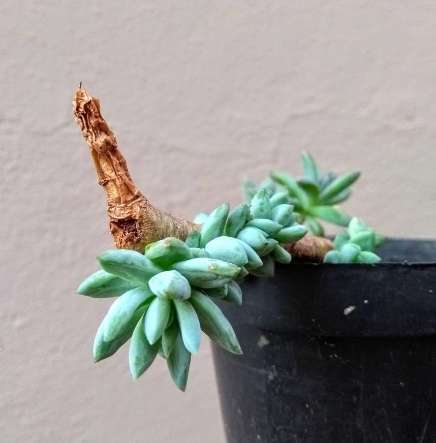 Pachyphytum 12
