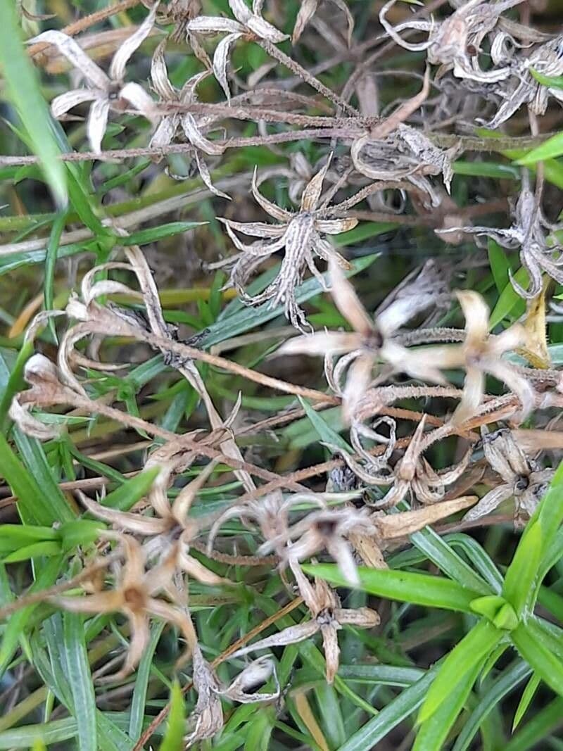 Polypremum procumbens
