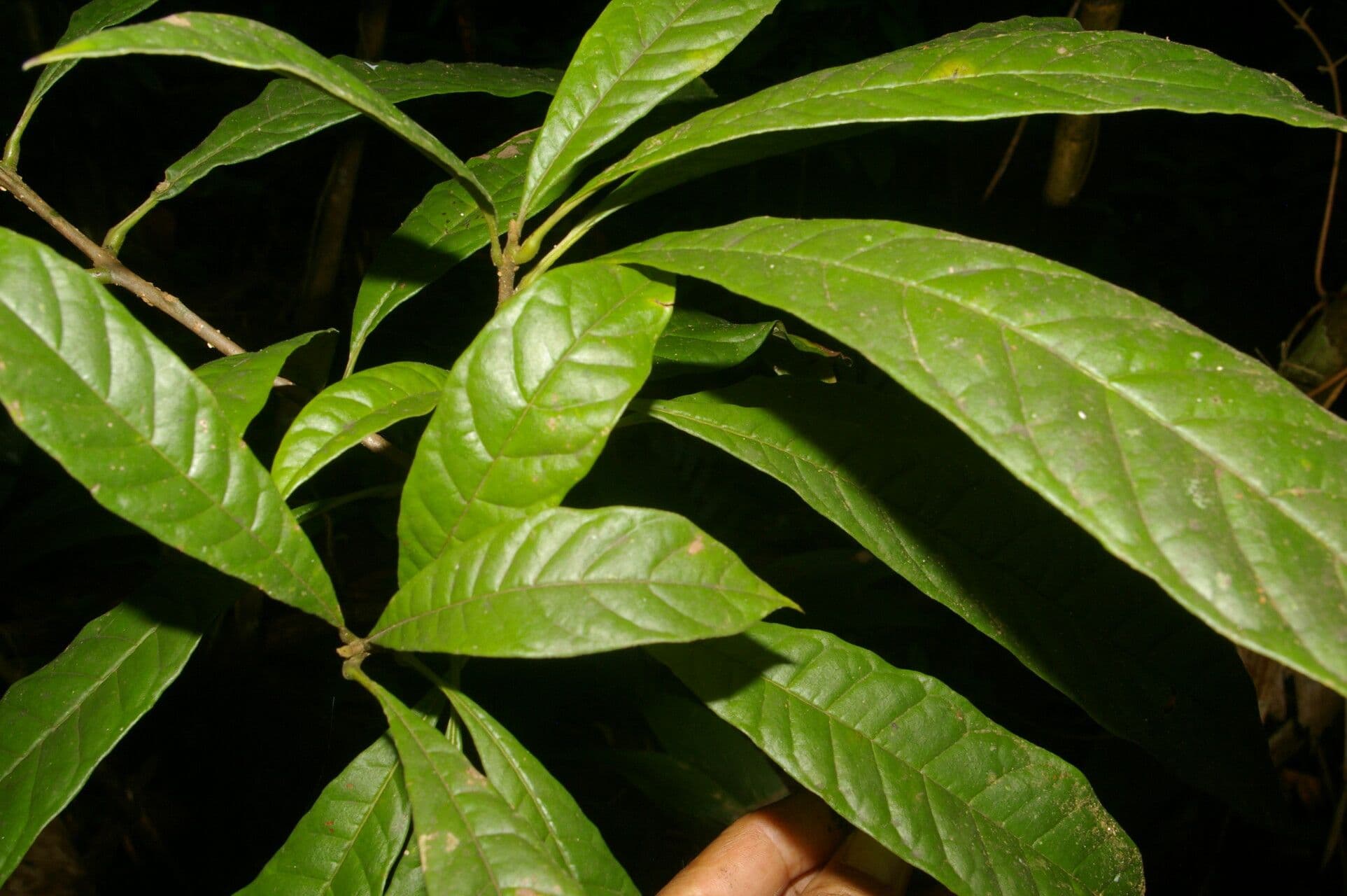 Meliosma 12