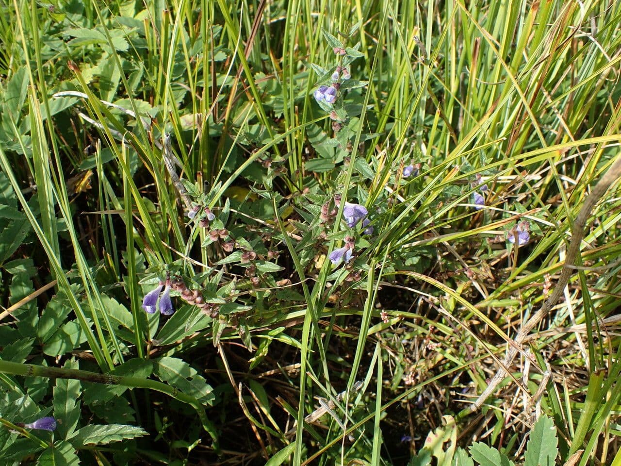 Scutellaria comune 15