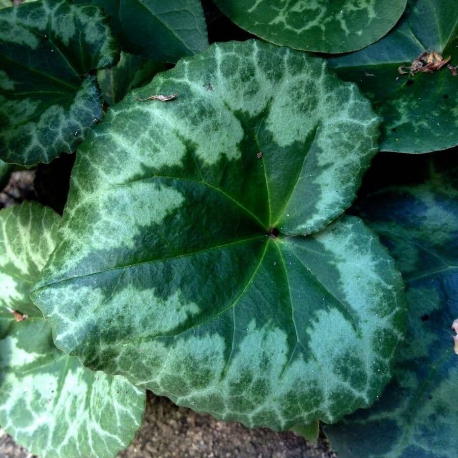 Ciclamino primaverile 20