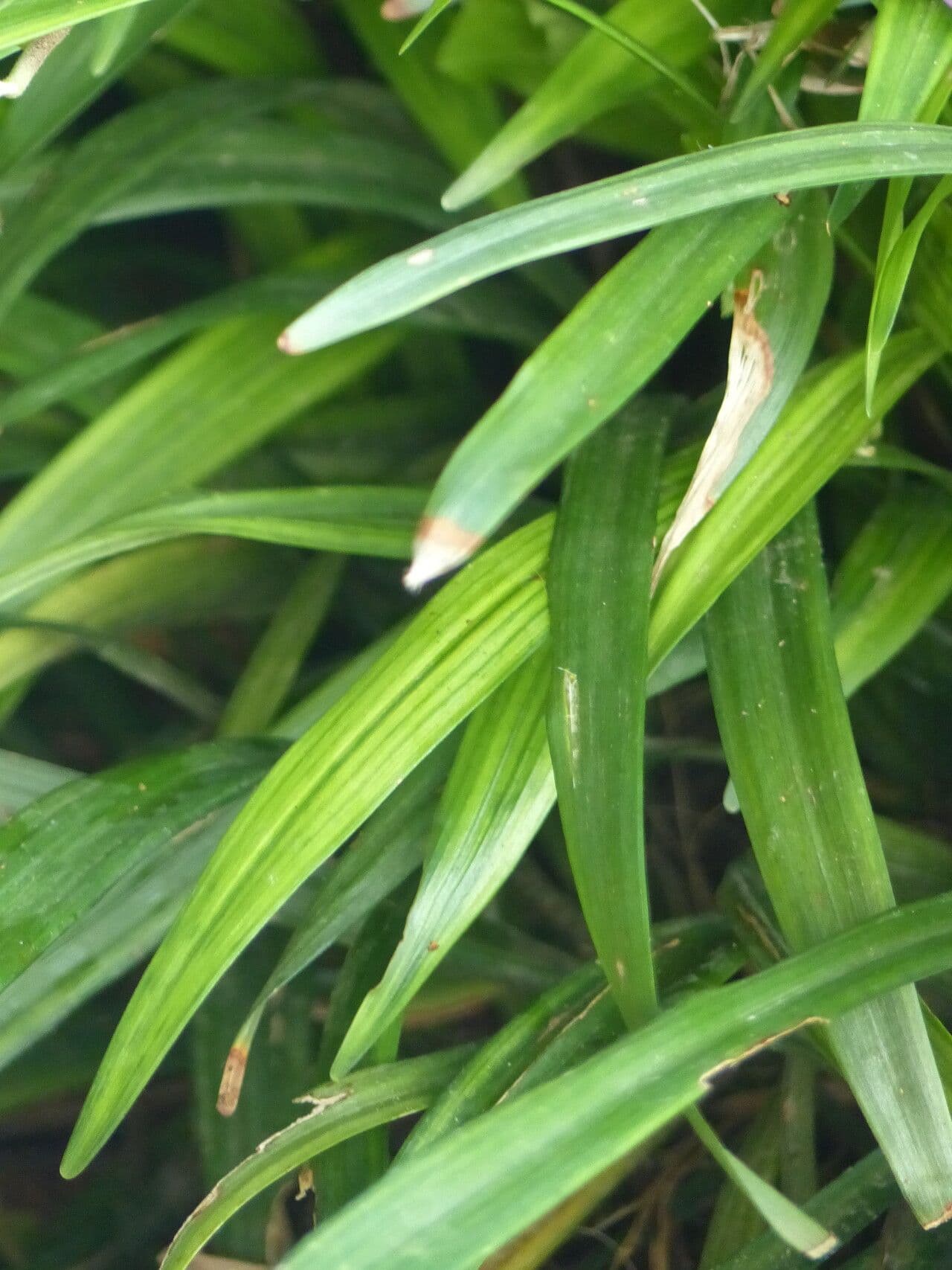 Liriope spicata 13