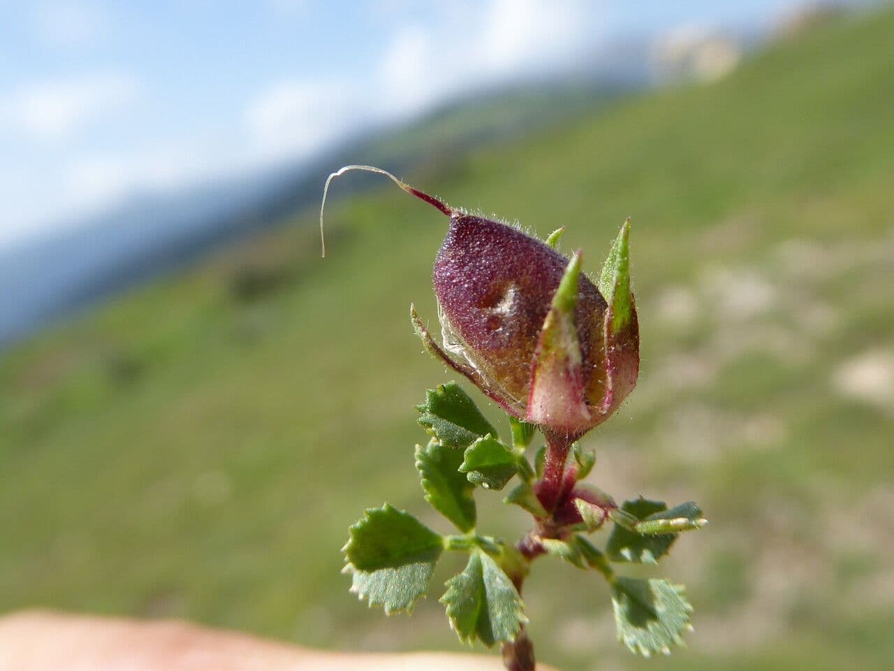 Ononis striata