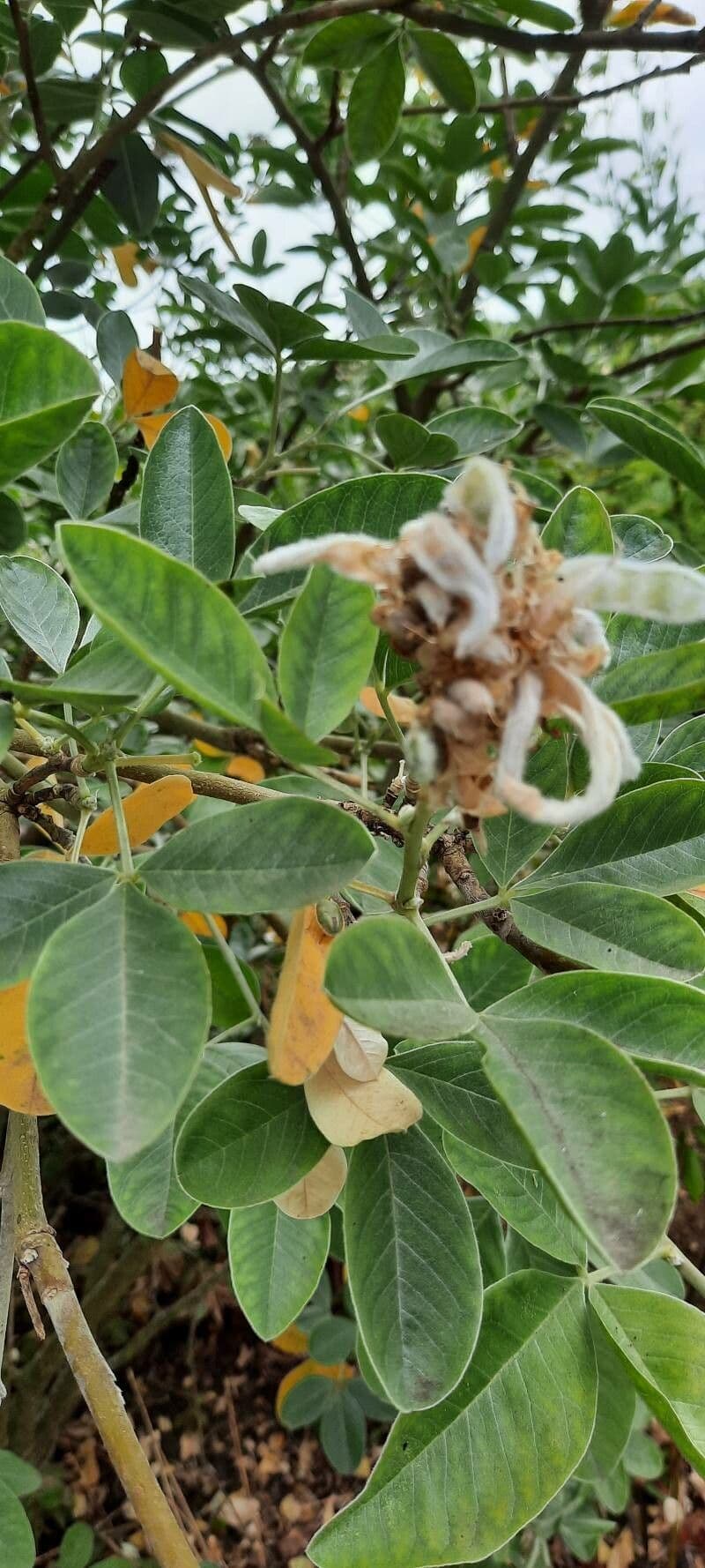 Argyrocytisus battandieri 9