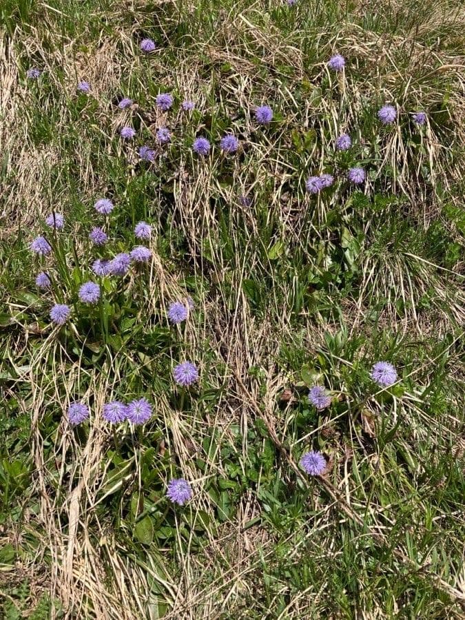 Koulenka bezstvolá 22