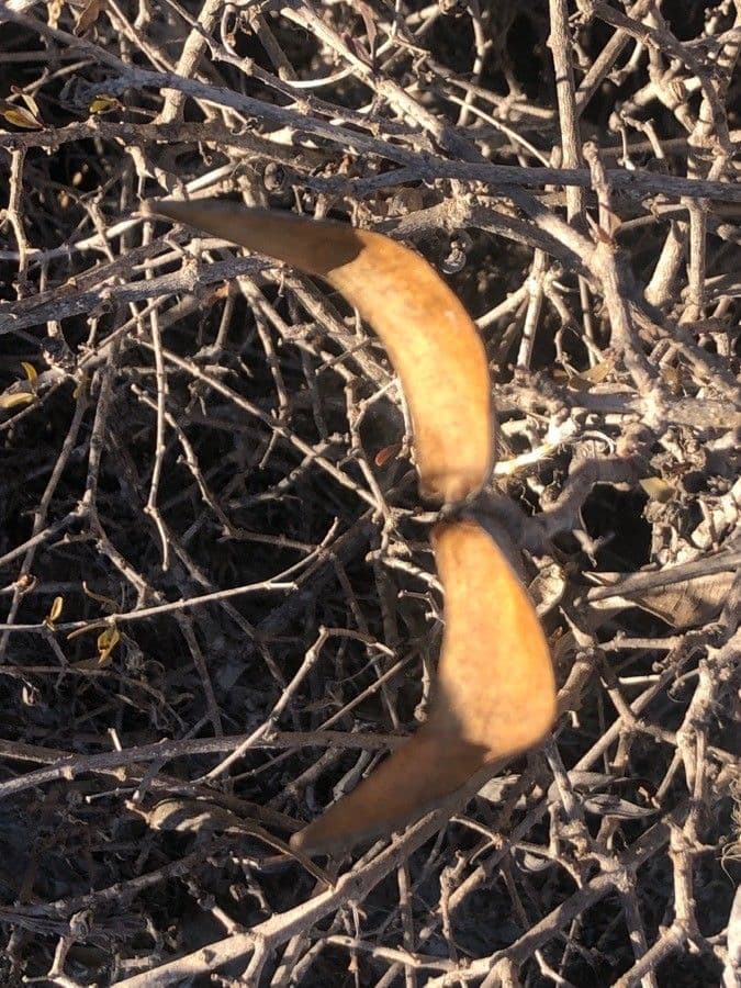 Periploca laevigata