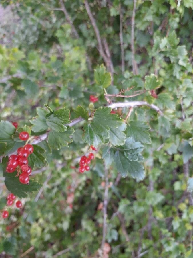 Ribes alpino 20