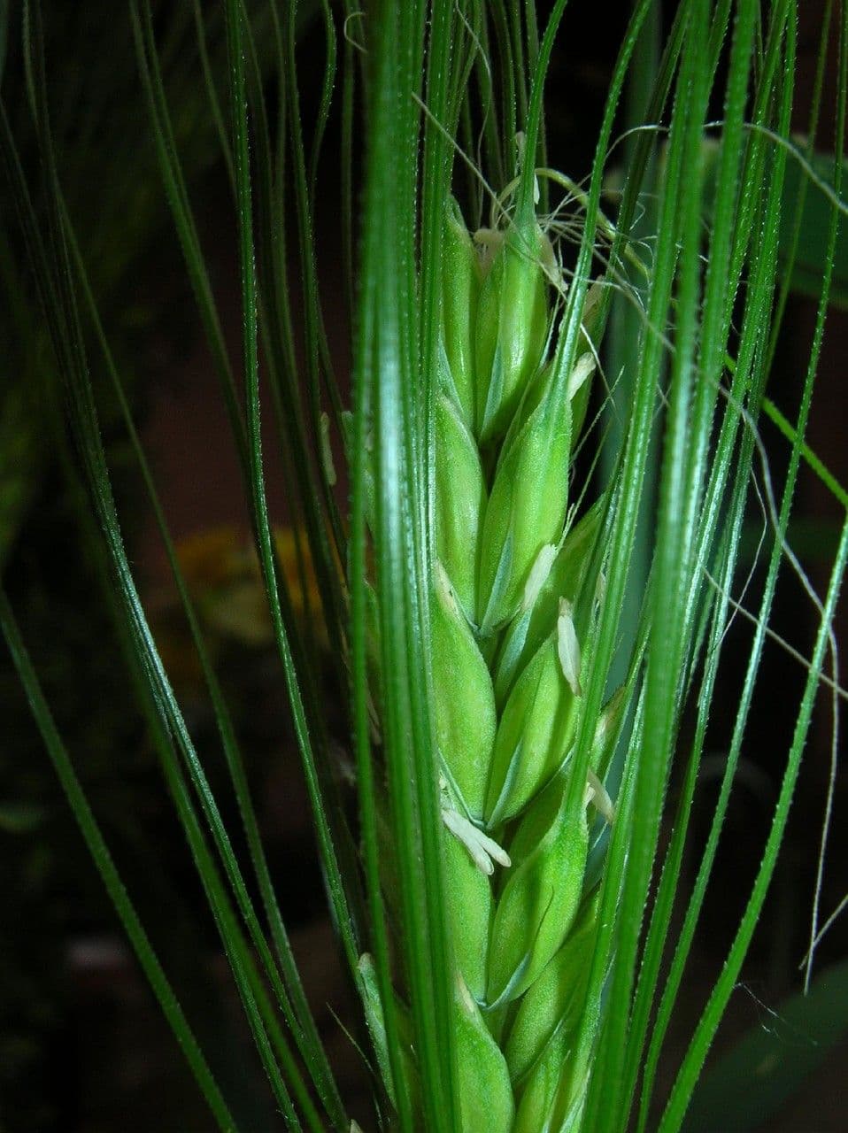 Orzo 7