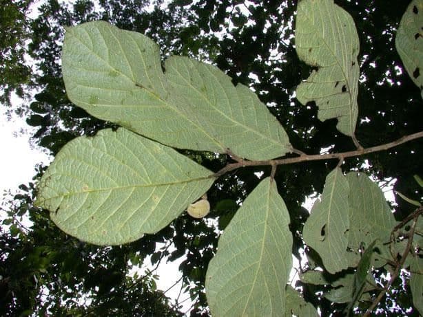 Dichapetalum 9