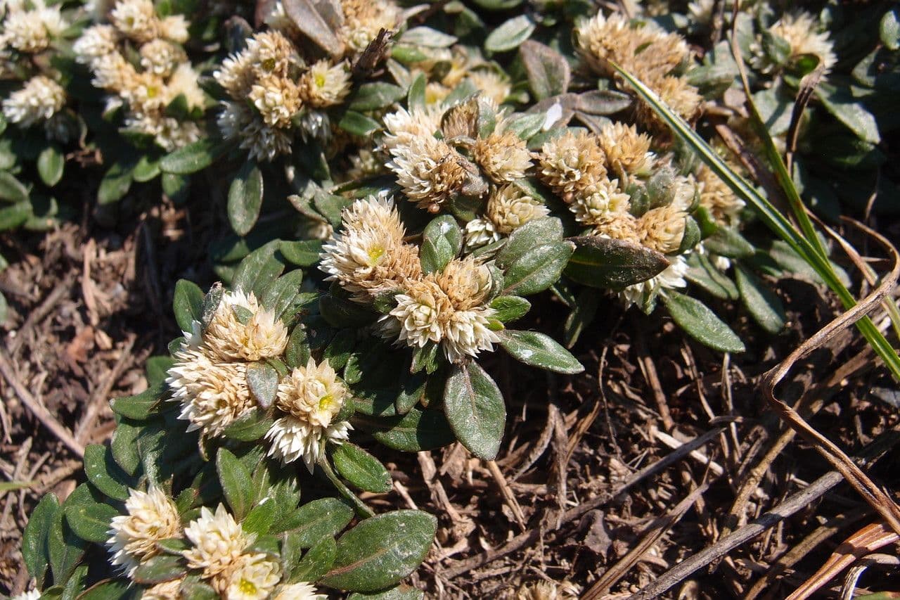 Glatte Bodendecker-Amaranth 5