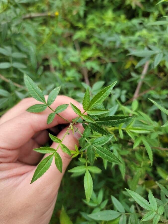 Tagetes 11