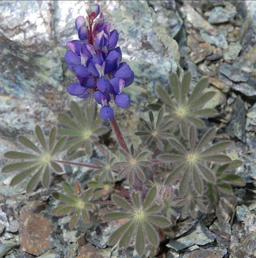 Schau-Lupine 7