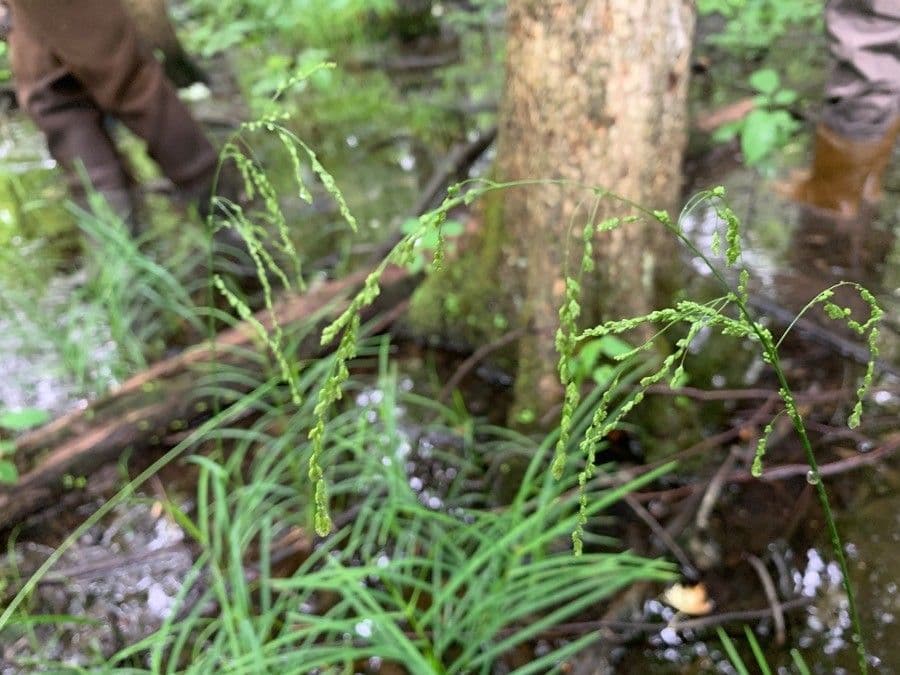 Glyceria striata