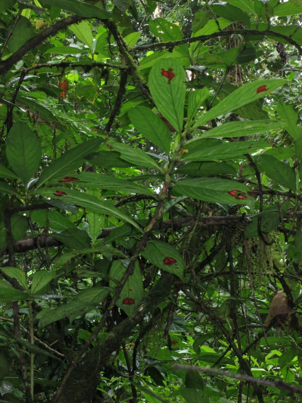 Columnea 8