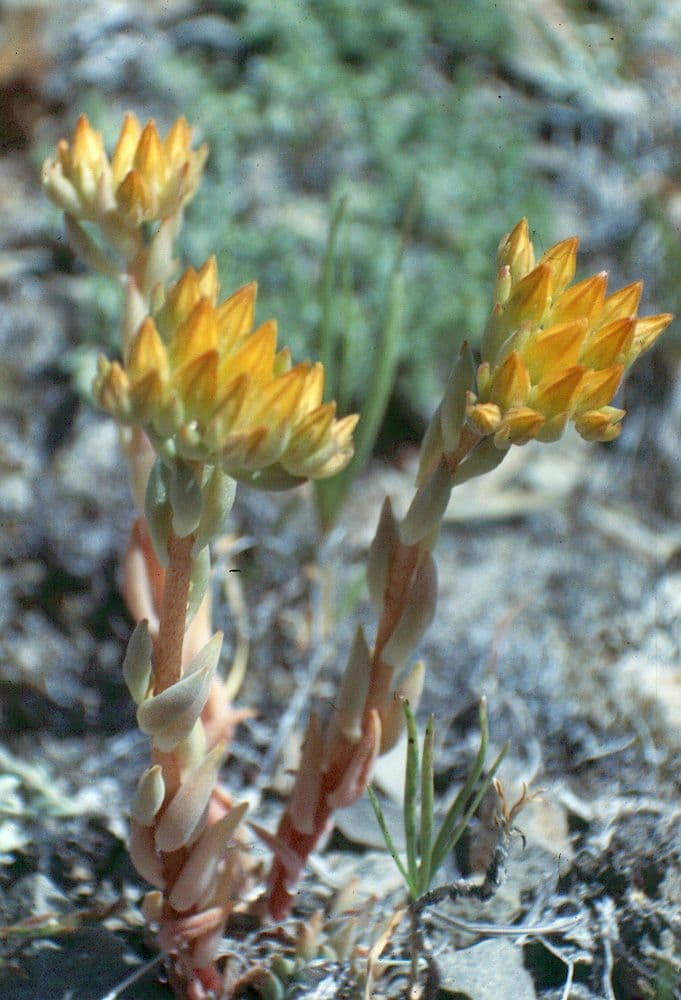 Schmalblättriger Mauerpfeffer 11