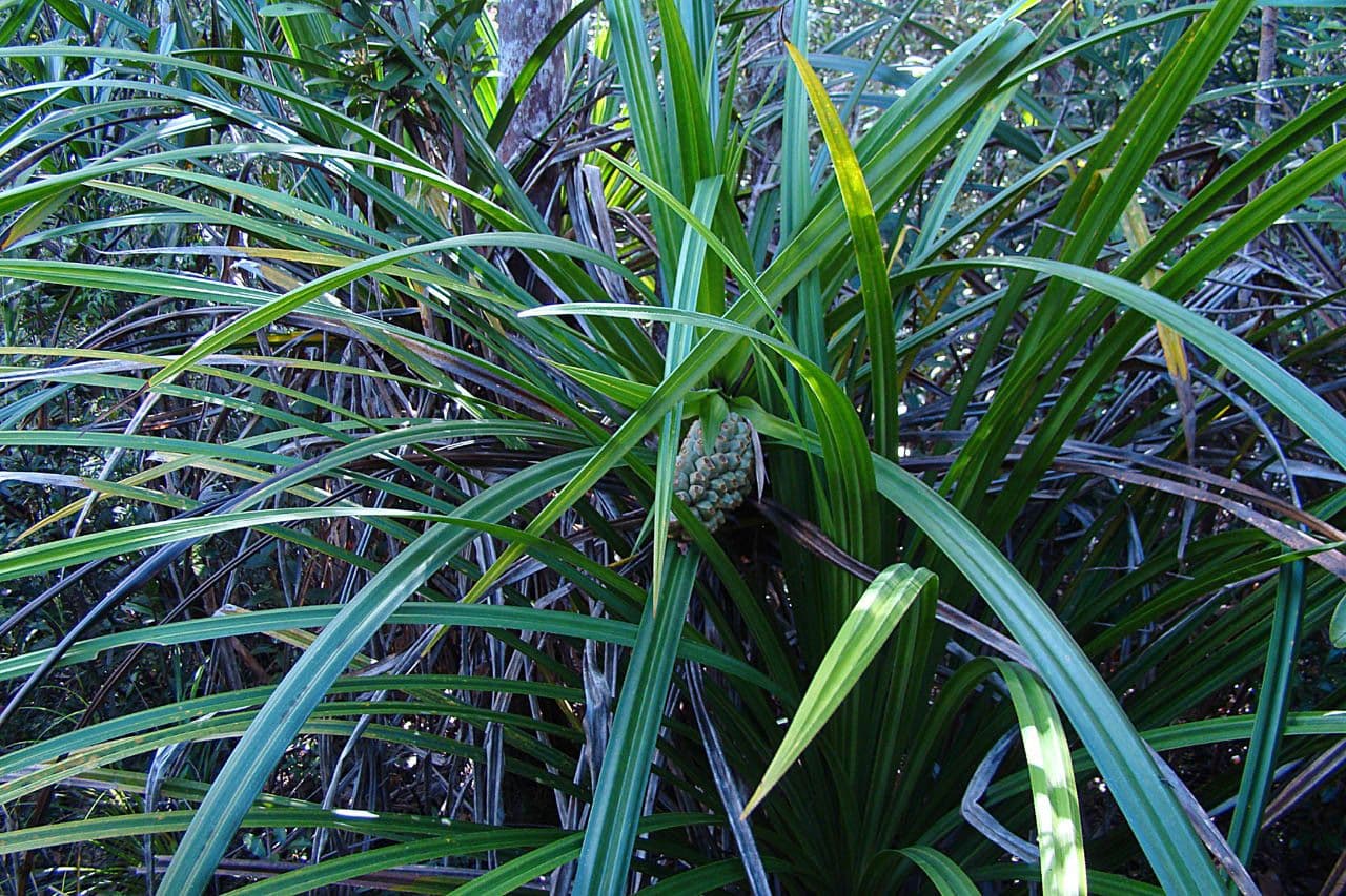 See-Schraubenbaum 3