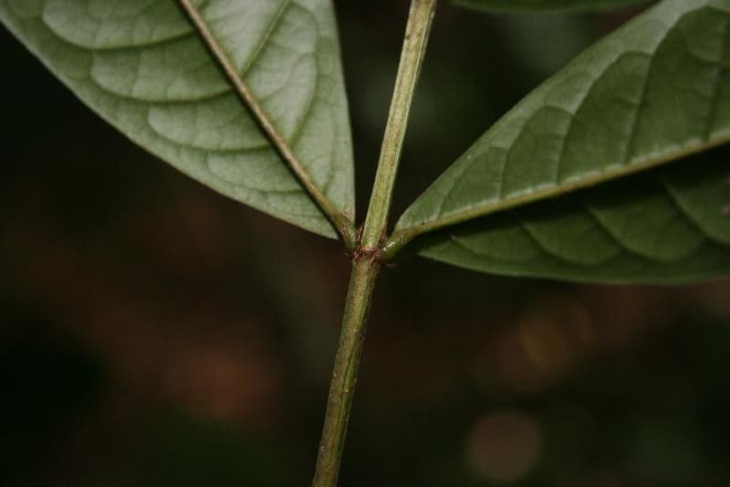 Vochysia 14