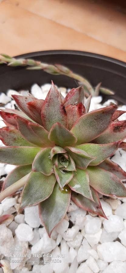 Echeveria