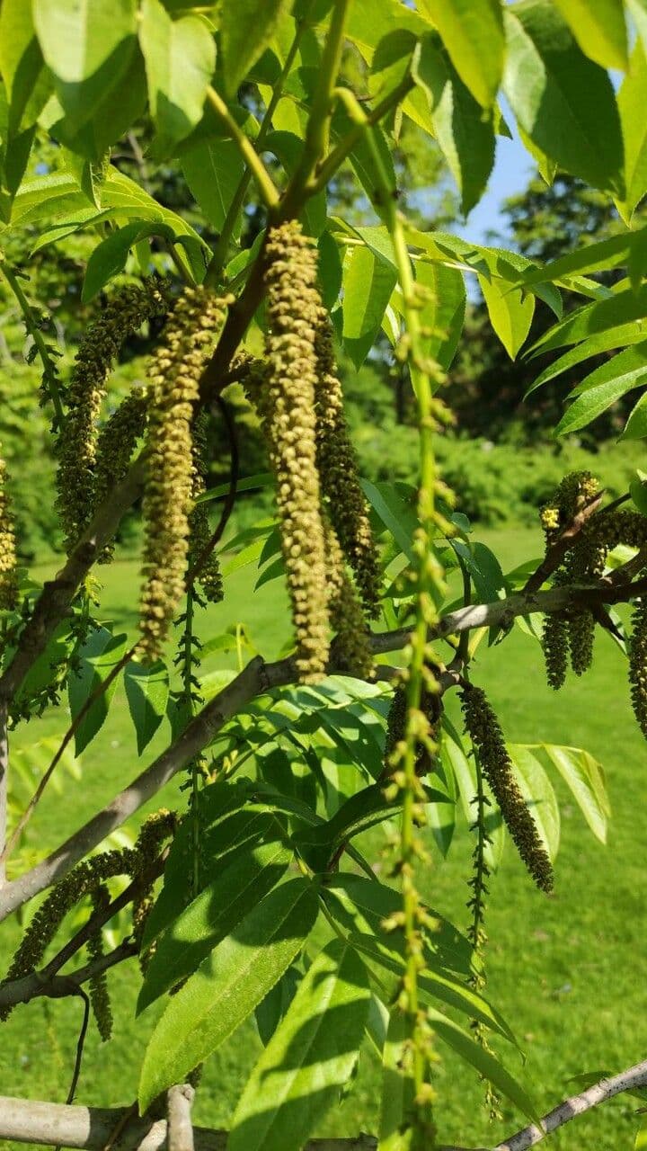 Pterocarya rhoifolia 7