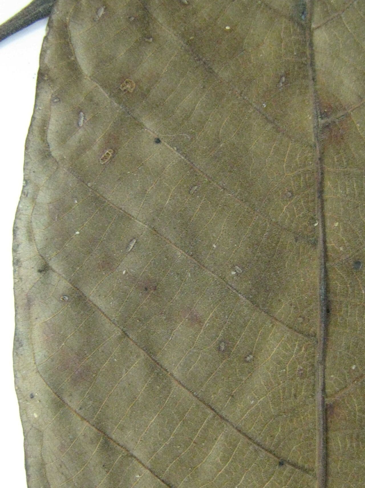 Isertia 18