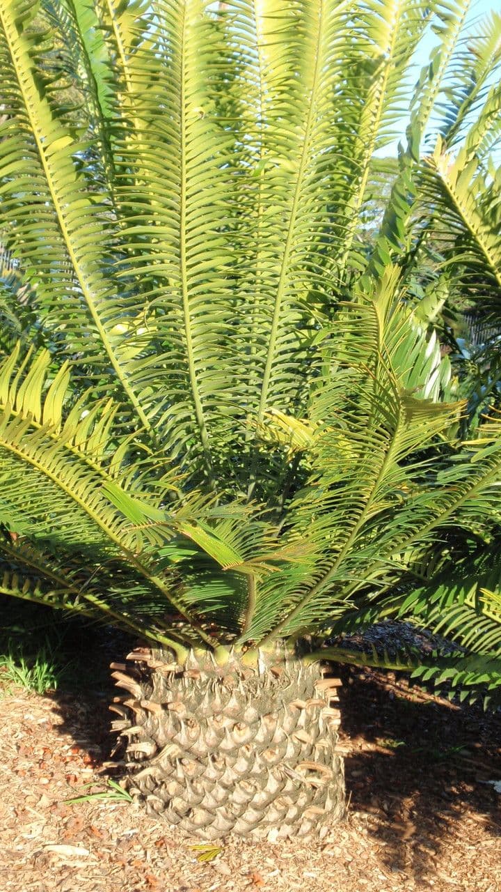 Encephalartos 6