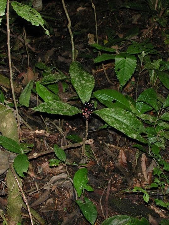Ardisie 8