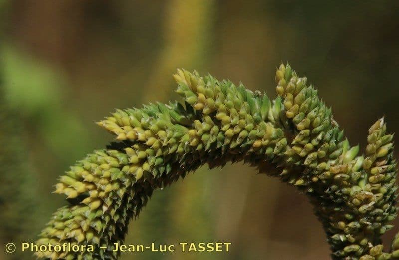 Phleum paniculatum 4